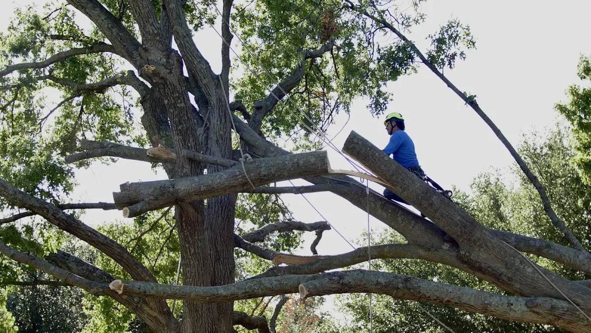 Professional Crown Thinning performed by certified arborists in Troup